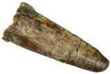 Fossil Pterosaur (Siroccopteryx) Tooth - Morocco #332566-1